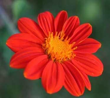 bibit bunga sunflower mexican bibit bunga sunflower mexican
