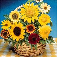 Bibit-Bunga-Sunflower-Mix-S07.jpg