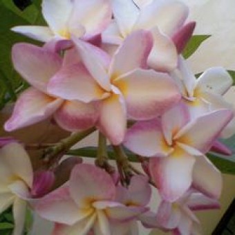 Tanaman White Plumeria tanaman plumeria windmollen bibitbunga Tanaman White Plumeria tanaman plumeria windmollen bibitbunga