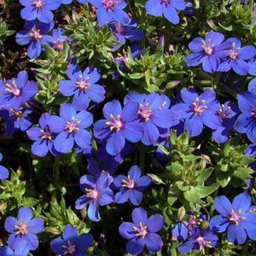bibit bunga blue pimpernel bibit bunga blue pimpernel