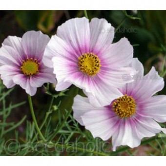 bibit bunga cosmos daydream bibit bunga cosmos daydream