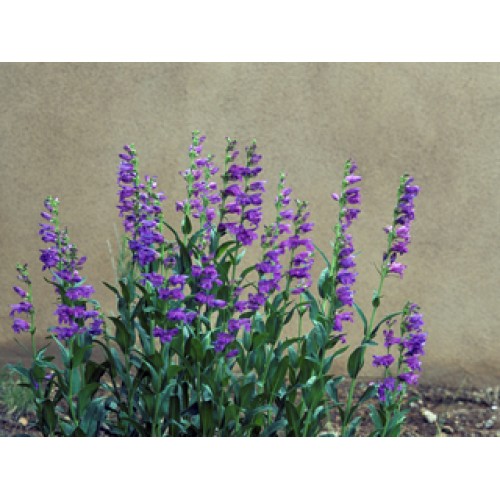 bibit bunga rocky penstemon bibit bunga rocky penstemon