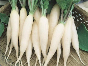 benih lobak putih ordinary radish benih lobak putih ordinary radish