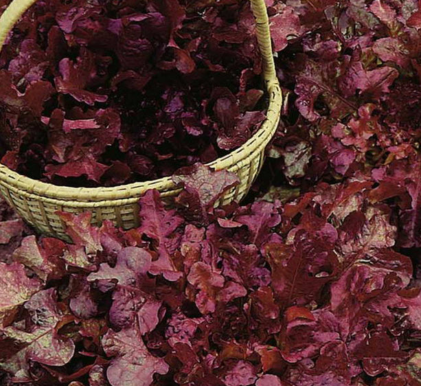 Benih Selada Merah (Red Lettuce)