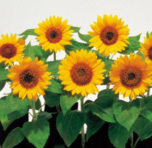 Bunga Matahari Sunsmile