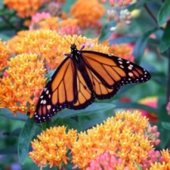 bibit bunga the butterfly magnet bibit bunga the butterfly magnet