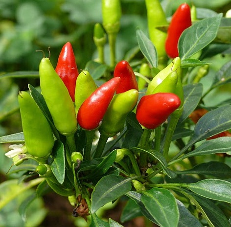 candle light chili jual bibit bunga candle light chili jual bibit bunga