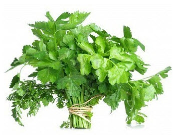 benih seledri daun sop benih seledri daun sop