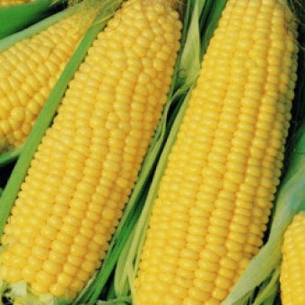 benih jagung manis kuning benih jagung manis kuning