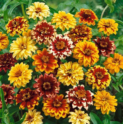 bibit zinnia carpet bibit zinnia carpet
