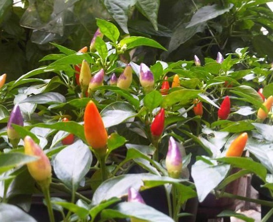 bibit cabe centennial rainbow bibit cabe centennial rainbow