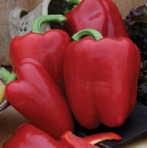 benih paprika jolly rosso 1 biji non retail bibitbunga benih paprika jolly rosso 1 biji non retail bibitbunga