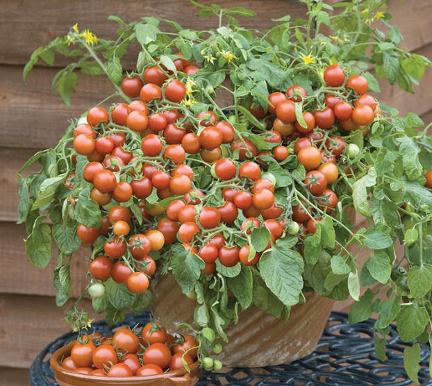 bibit bunga benih tomat cherry fall lazada indonesia bibit bunga benih tomat cherry fall lazada indonesia