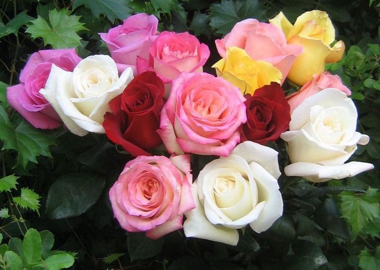 Share Tips Perawatan Bunga Mawar Supaya Sehat Dan Rajin Berbunga Kebunpedia