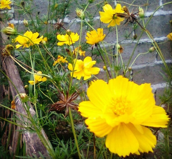 benih cosmos bipinnatus bright lights 10 biji non retail benih cosmos bipinnatus bright lights 10 biji non retail