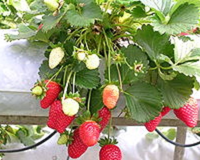 benih strawberry white mixed 10 biji non retail benih strawberry white mixed 10 biji non retail