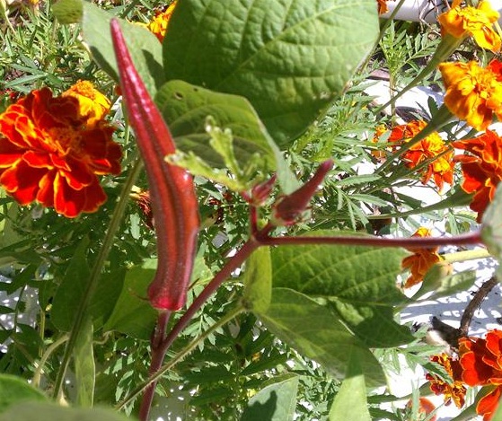 benih okra burgundy bibitbunga benih okra burgundy bibitbunga