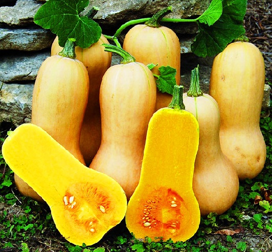 jual benih labu madu butternut squash bibitbunga jual benih labu madu butternut squash bibitbunga