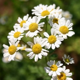 bibit german chamomile bibit german chamomile