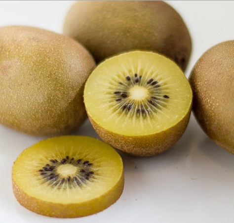 bibit kiwi golden bibitbunga bibit kiwi golden bibitbunga