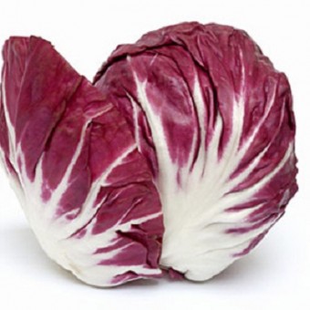 bibit radicchio di treviso bibit radicchio di treviso