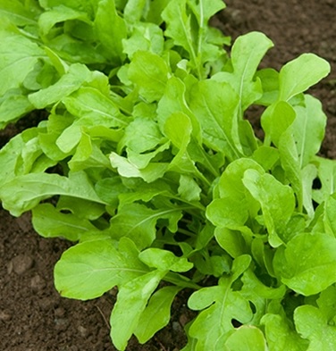 bibit bunga benih sayur arugula rocket lazada indonesia bibit bunga benih sayur arugula rocket lazada indonesia