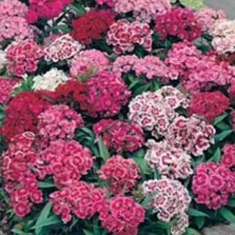 benih sweet william monarch mixed 20 biji non retail benih sweet william monarch mixed 20 biji non retail