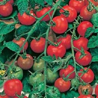 benih tomat gardener s delight 5 biji non retail benih tomat gardener s delight 5 biji non retail