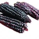 Benih Jagung Ungu / Jagung Hitam 'Black Aztec' - BibitBunga.com