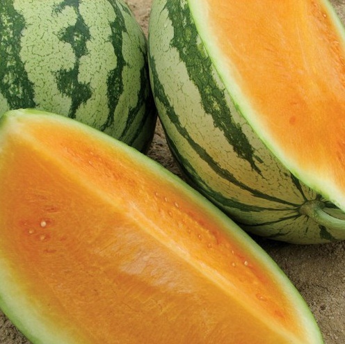 benih semangka orange tendersweet benih semangka orange tendersweet