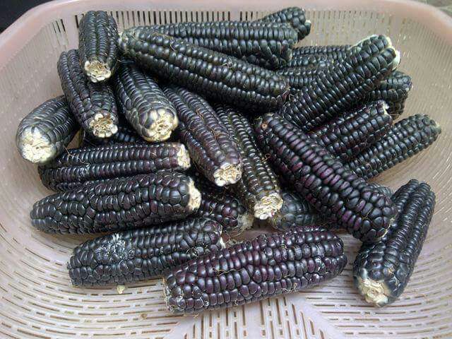 Benih Jagung Ungu / Jagung Hitam 'Black Aztec' - BibitBunga.com