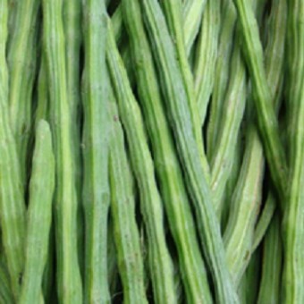 benih sayur kelor merunggai benih sayur kelor merunggai