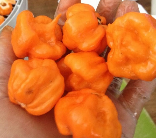 benih bahamian goat pepper benih bahamian goat pepper