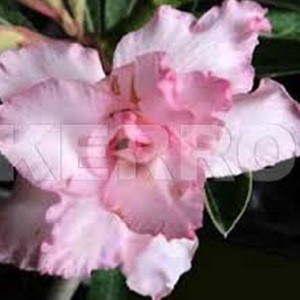 adenium pink jual bibit bunga adenium pink jual bibit bunga