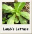 Lamb’s Lettuce, Selada Paling Bernutrisi dan Unik