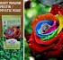Waspada: Benih Impor Palsu (Fake Seeds)
