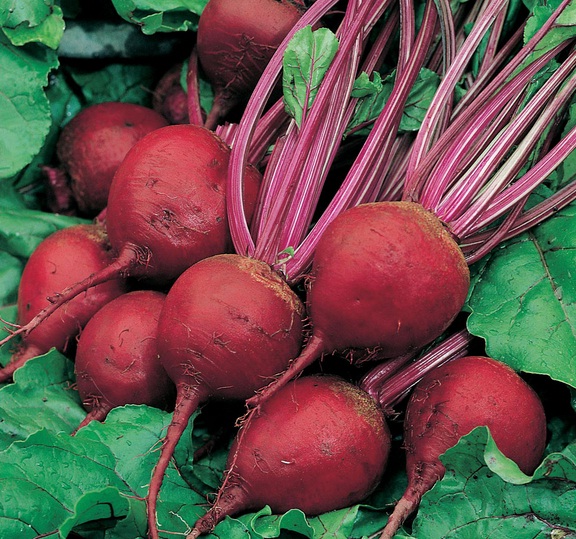 Benih Beetroot Perfect Beet Baby