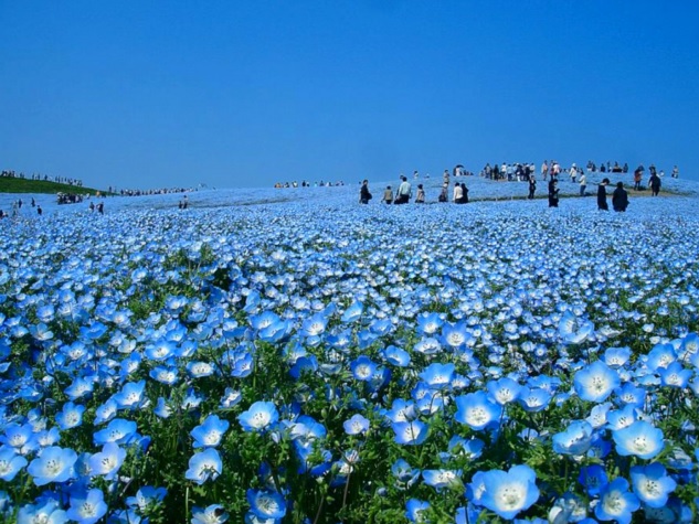 Indahnya hamparan bunga nemophila blue.