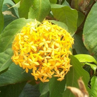 tanaman soka kuning tanaman soka kuning