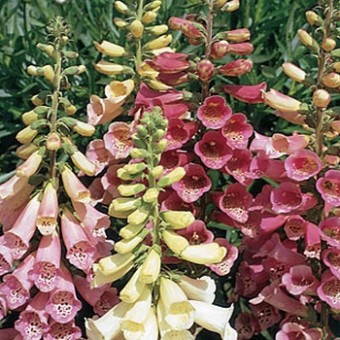 benih foxglove foxy mixed 100 biji non retail benih foxglove foxy mixed 100 biji non retail