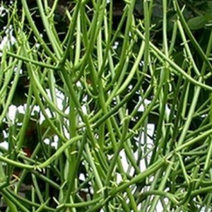 tanaman kayu urip patah tulang bibitbunga tanaman kayu urip patah tulang bibitbunga