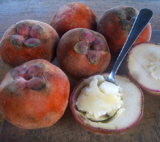 Image result for buah mentega