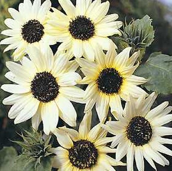 benih sunflower italian white 3 biji non retail benih sunflower italian white 3 biji non retail