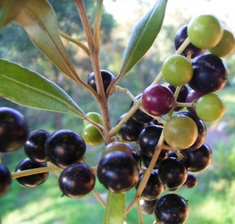 Benih Zaitun (Olive Tree)