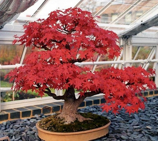 japanese red maple varieties
