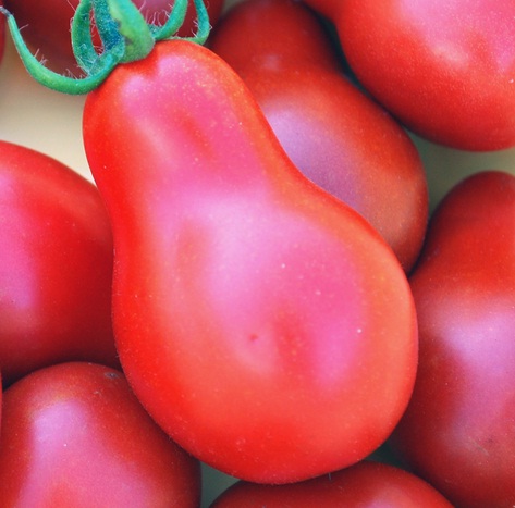 benih tomato pear 8 biji non retail bibitbunga benih tomato pear 8 biji non retail bibitbunga