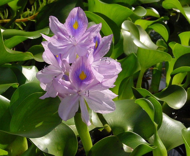 Tanaman Eceng Gondok (Water Hyacinth) - BibitBunga.com