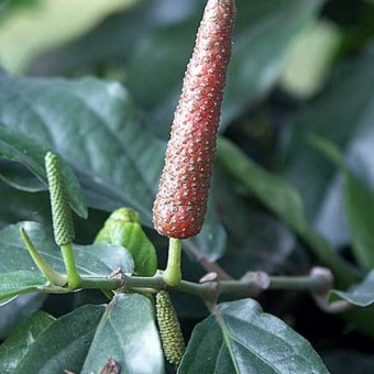 jual tanaman cabe jawa cabe jamu bibitbunga jual tanaman cabe jawa cabe jamu bibitbunga
