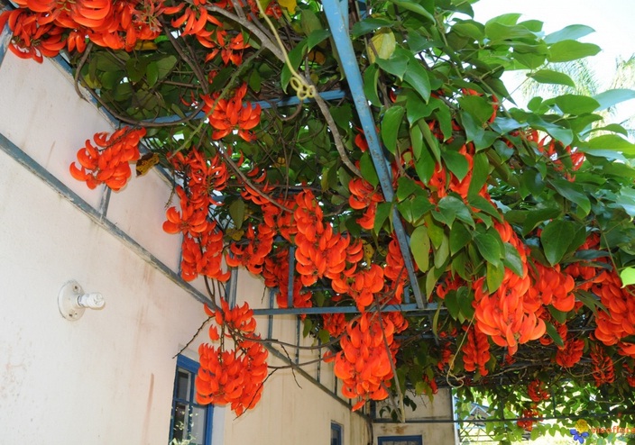 Selain Cantik 10 Tanaman Rambat Ini Bikin Rumah Jadi Dingin Adem No 2 Bisa Berubah Warna Halaman All Sriwijaya Post
