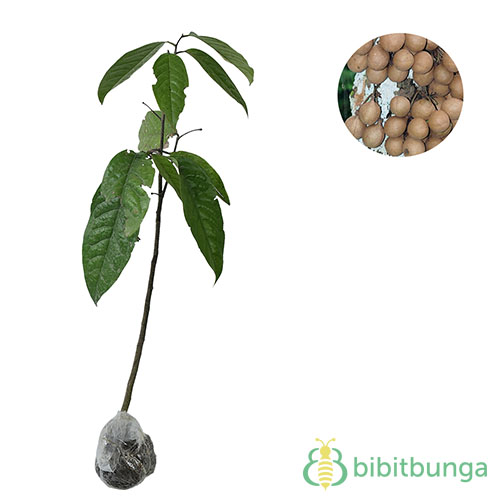 Tanaman Kepel tanaman kepel burahol bibitbunga Tanaman Kepel tanaman kepel burahol bibitbunga